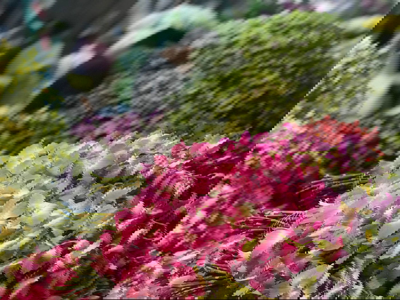 סיור דרך המצלמה לשוק הפרחים של בנגקוק