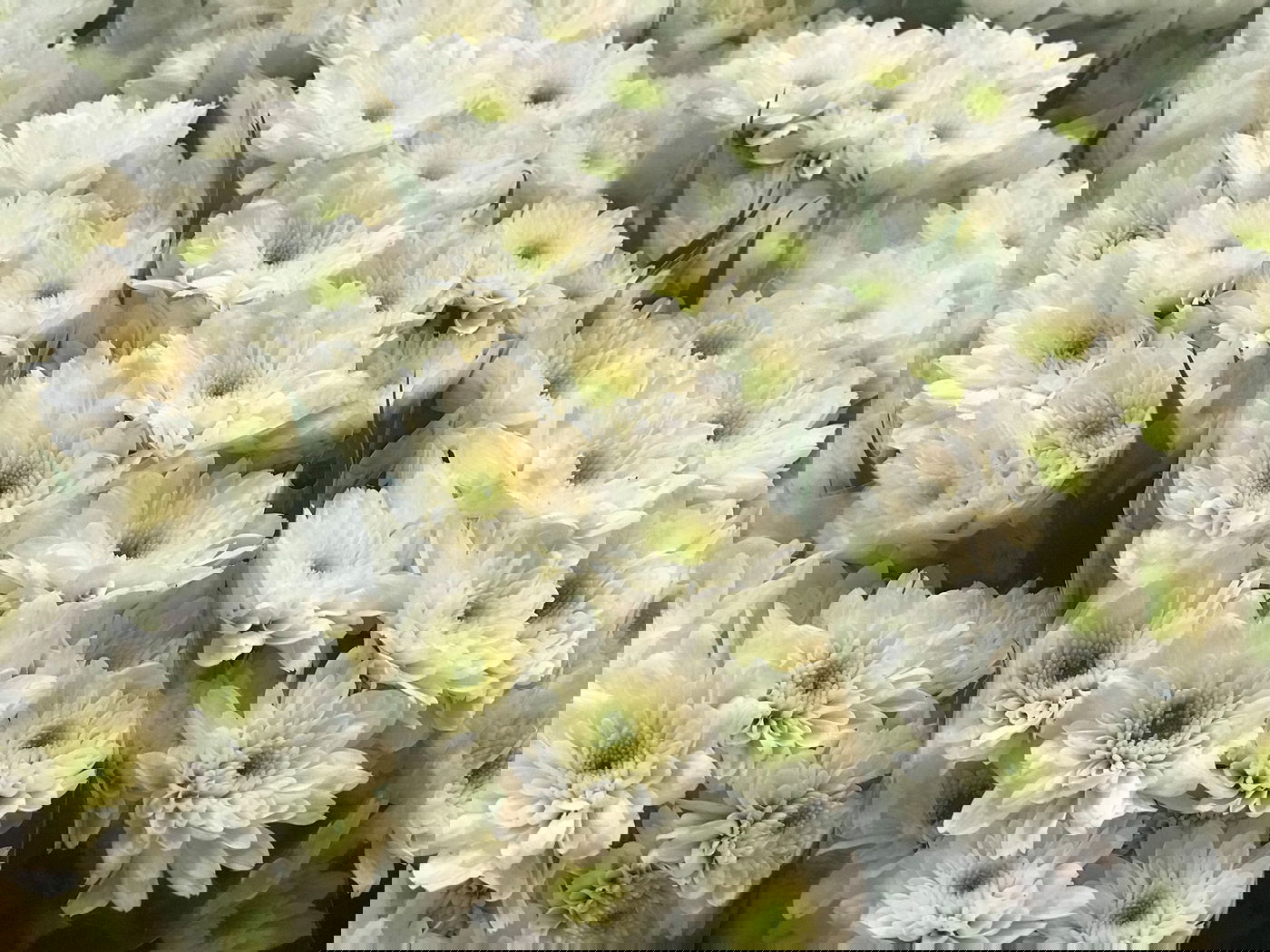 סיור דרך המצלמה לשוק הפרחים של בנגקוק