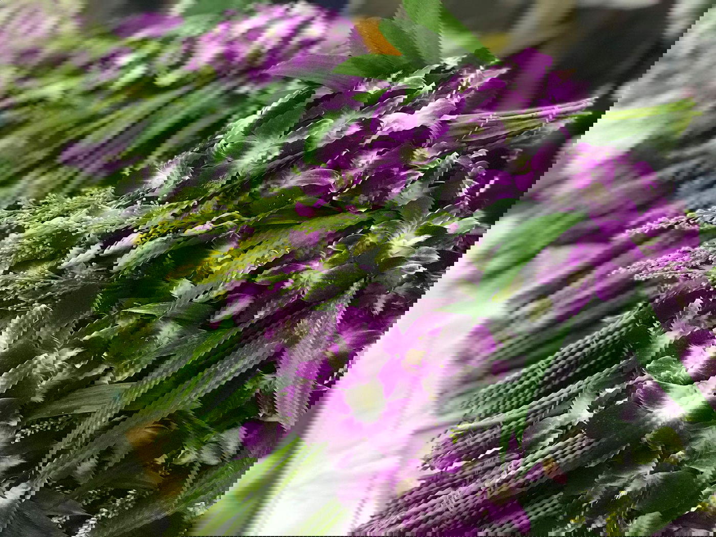 סיור דרך המצלמה לשוק הפרחים של בנגקוק