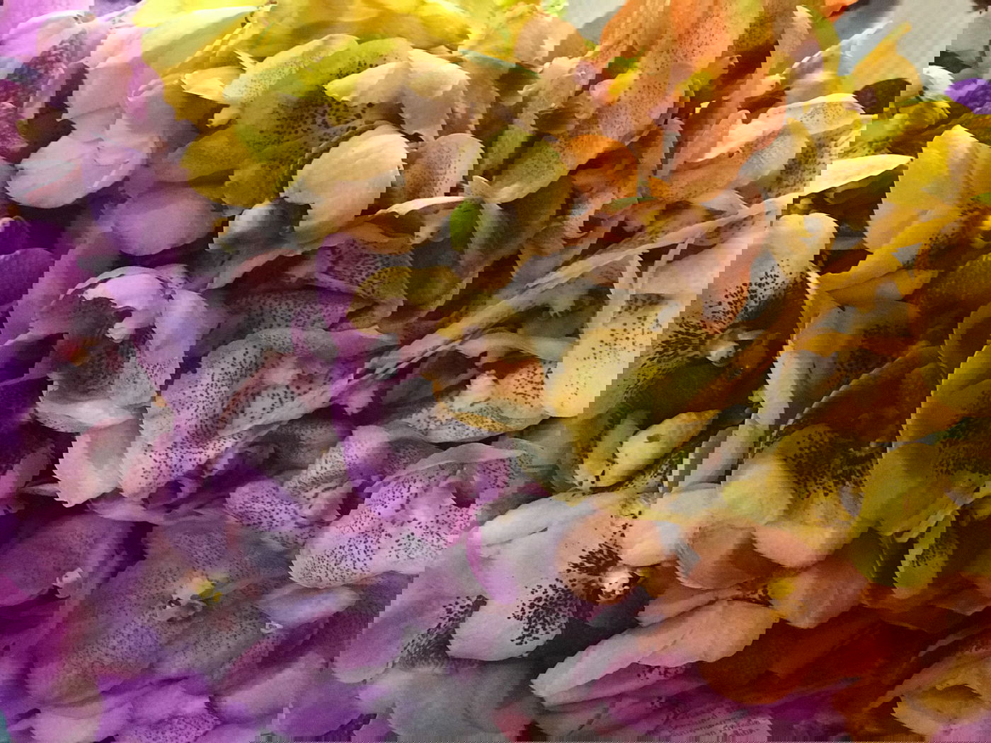 סיור דרך המצלמה לשוק הפרחים של בנגקוק