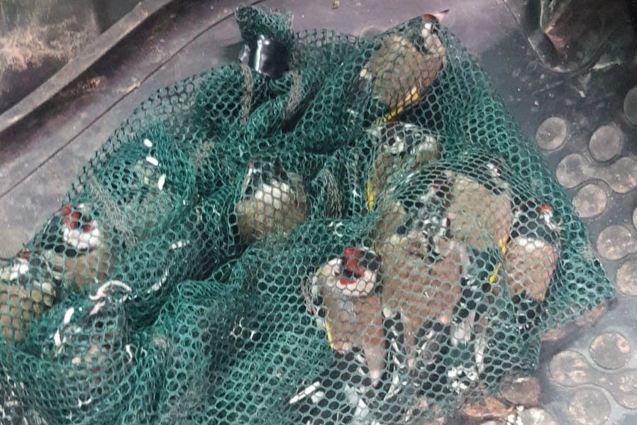 הציפורים שנתפסו