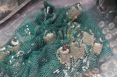 הציפורים שנתפסו