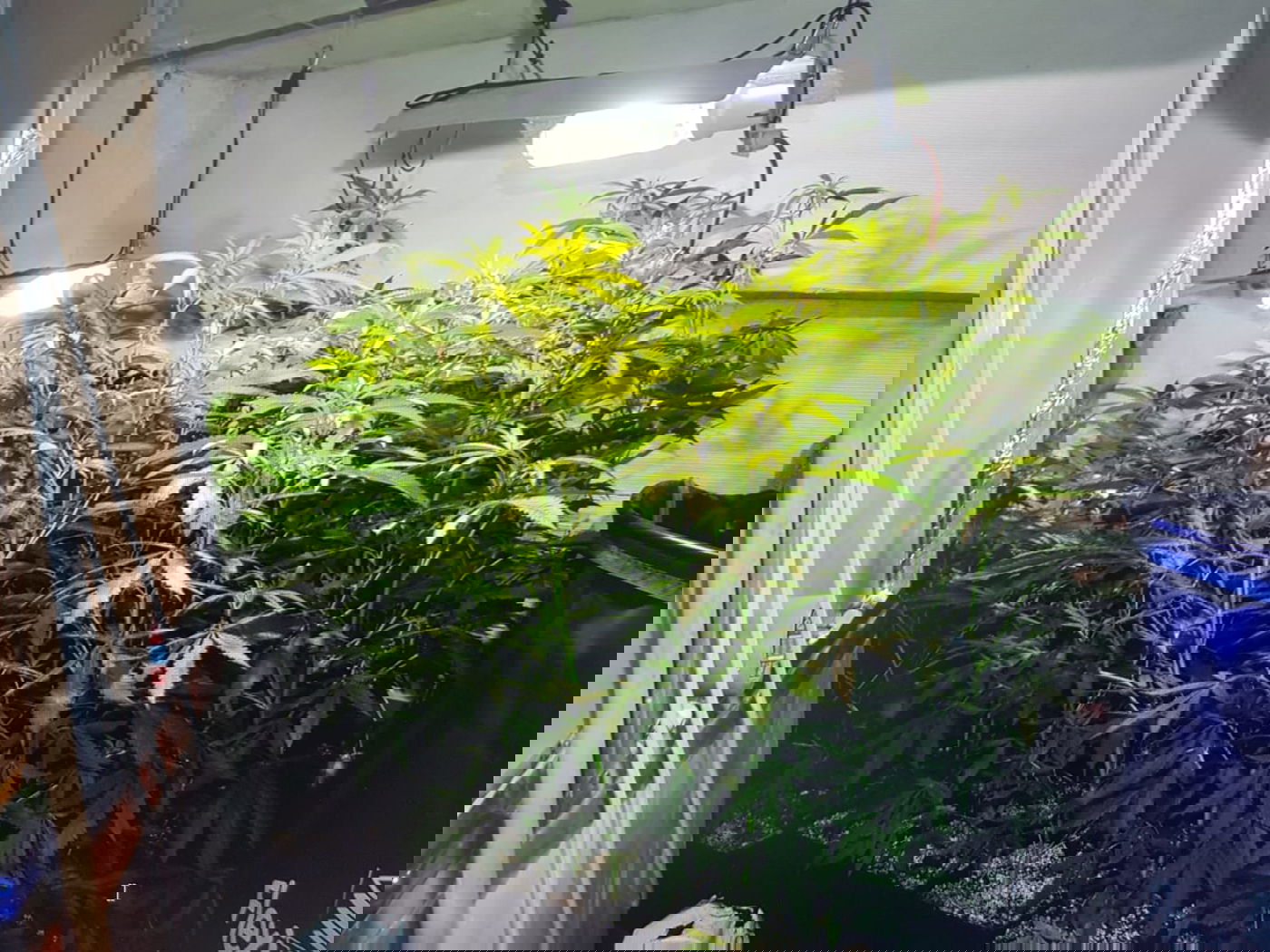 הפעיל מעבדת סמים - בלב השכונה החרדית