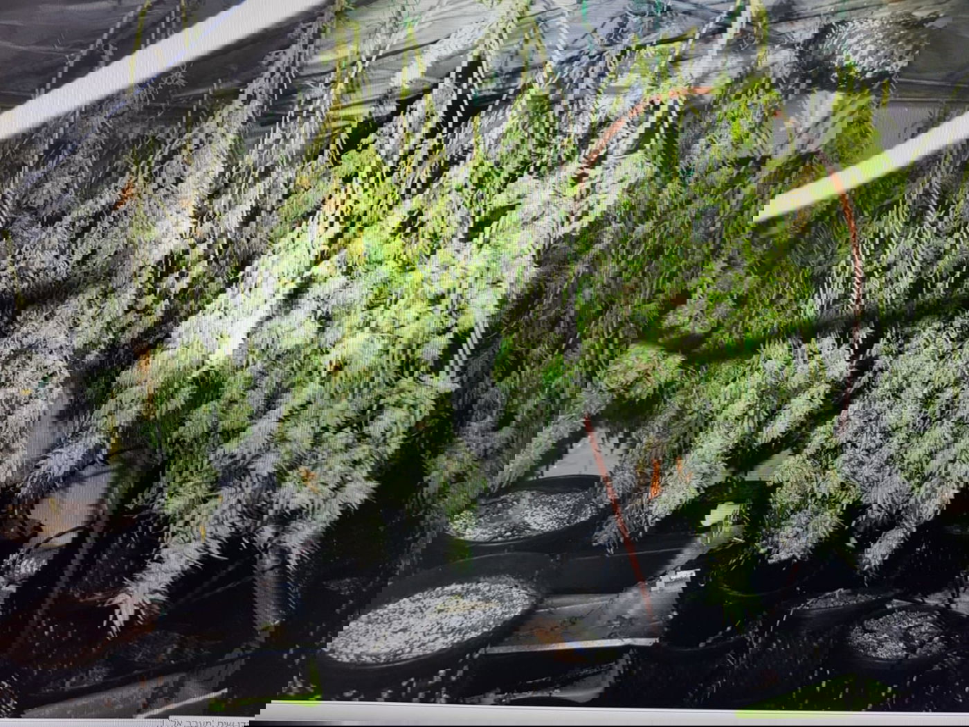 הפעיל מעבדת סמים - בלב השכונה החרדית