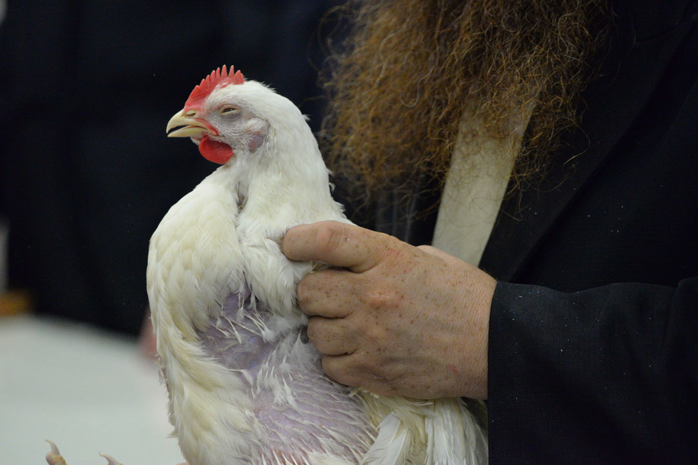תרנגול הודו. אילוסטרציה