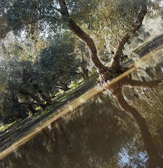 גלריית חורף צבעונית ומרהיבה מהגליל