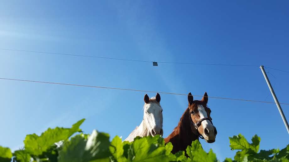 גלריית חורף צבעונית ומרהיבה מהגליל