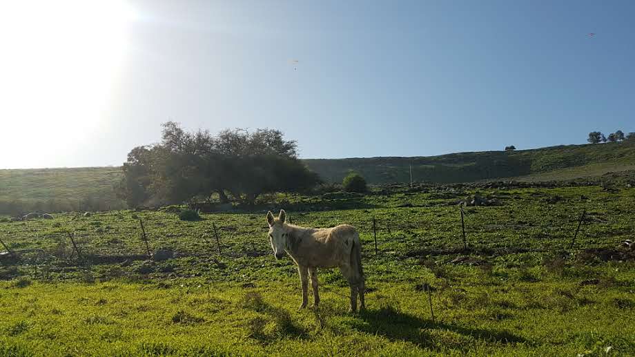 גלריית חורף צבעונית ומרהיבה מהגליל