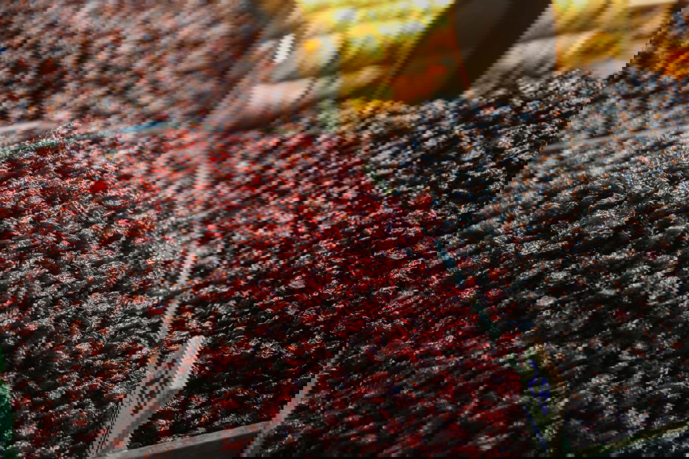 בערב שבת: עמך בית ישראל נערכים לט"ו בשבט