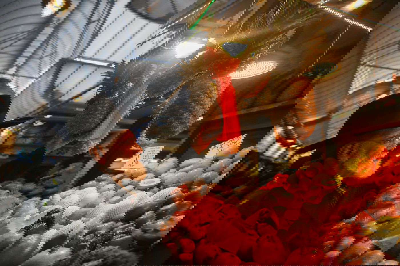 בערב שבת: עמך בית ישראל נערכים לט"ו בשבט