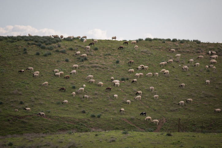 גלריה משמחת: מפל סער שוצף וגועש • צפו