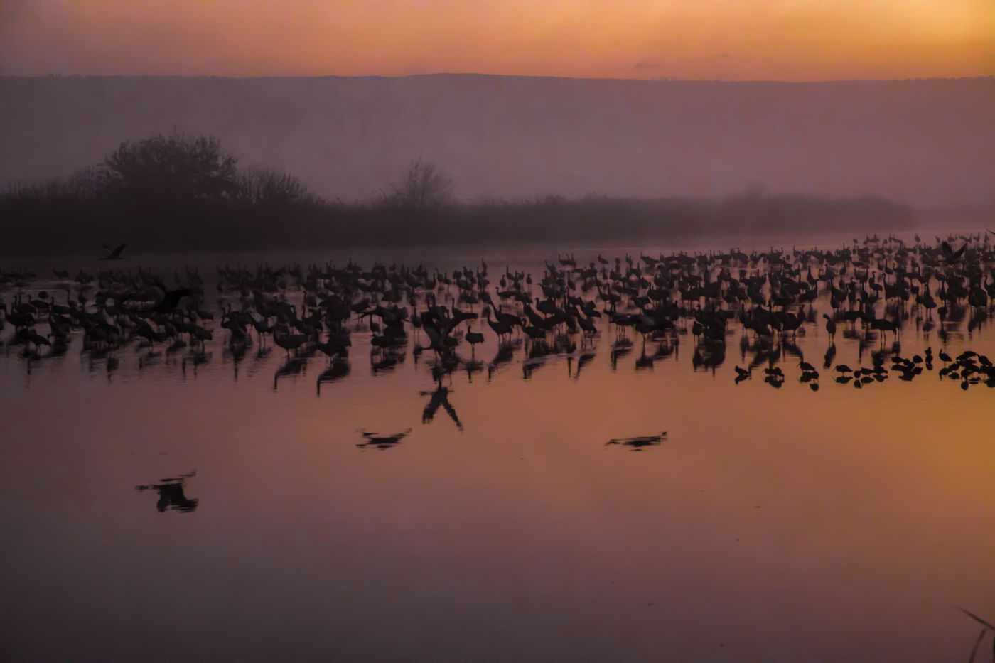 תיעוד מרהיב: אלפי עגורים באגמון החולה