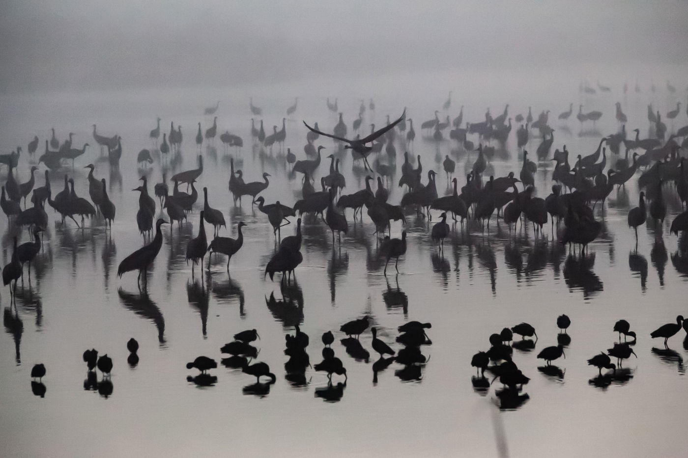 תיעוד מרהיב: אלפי עגורים באגמון החולה