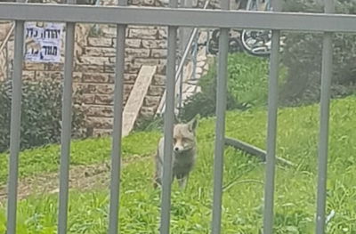 תופעה: שועלים משוטטים בשכונות ירושלים