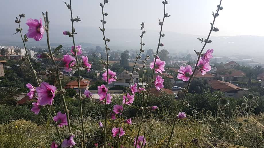 גלריה מרהיבה: פריחה אחרי הגשם • צפו