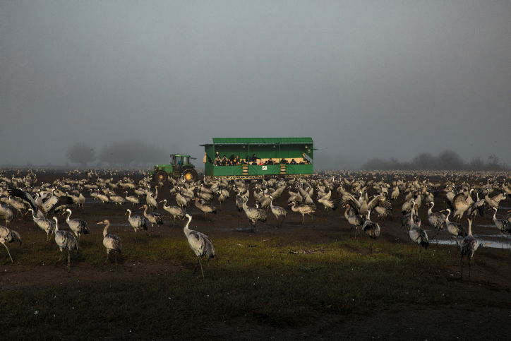 עגורים בעמק החולה
