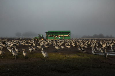 עגורים בעמק החולה