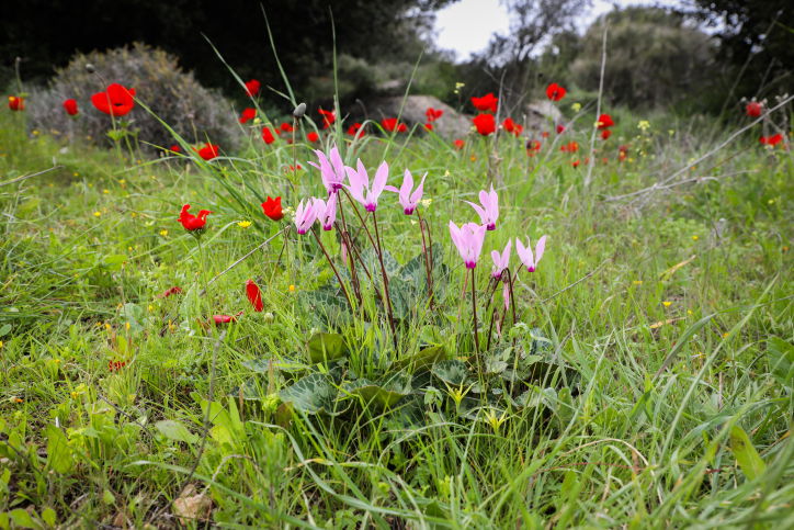 רקפות ליד בית שמש