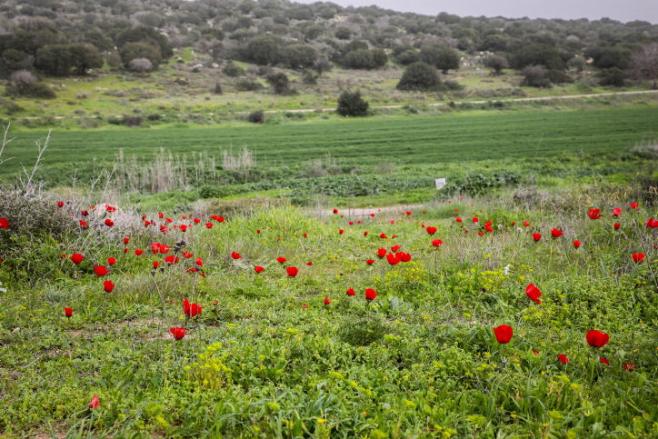 שדה פורח בעמק האלה