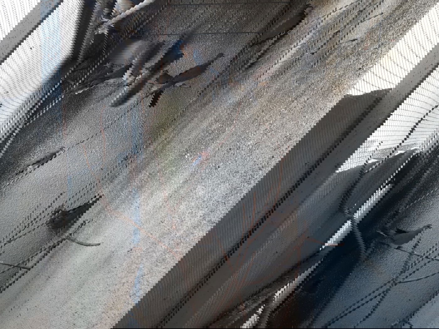 תושב ירכא נעצר עם 4 חוגלות, 2 חוחיות ו-14 תורים