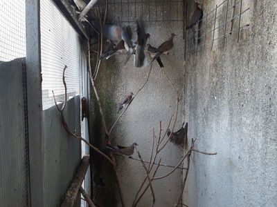 תושב ירכא נעצר עם 4 חוגלות, 2 חוחיות ו-14 תורים