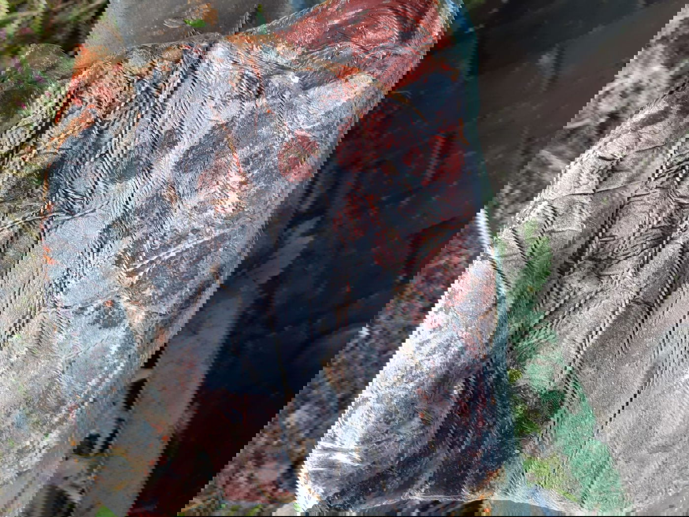 תושב ירכא נעצר עם 4 חוגלות, 2 חוחיות ו-14 תורים