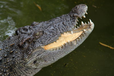 האב נשך את הקרוקודיל והציל את בנו הקטן