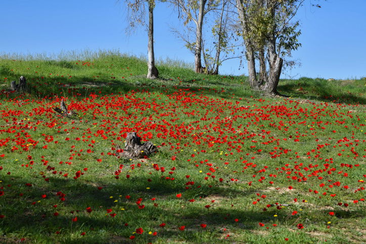 פריחת כלניות ביער שוקדה