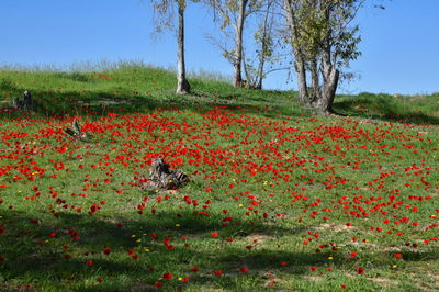 פריחת כלניות ביער שוקדה