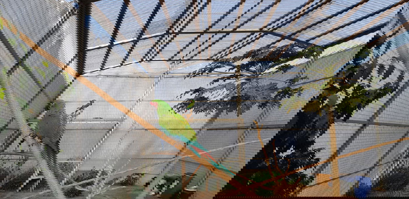 גידל ציפורים בשווי 150 אלף שקלים ונתפס