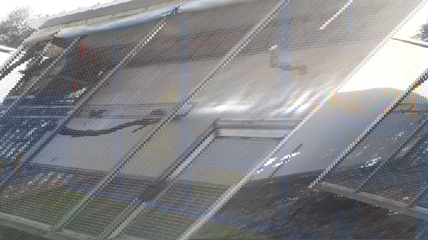 גידל ציפורים בשווי 150 אלף שקלים ונתפס