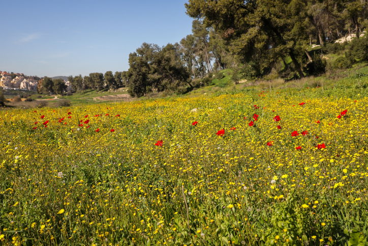 פריחה ליד בית שמש