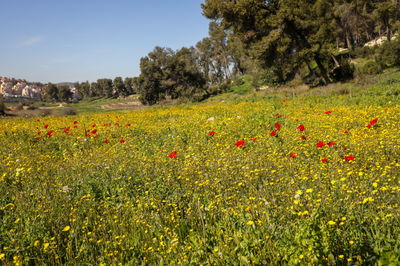 פריחה ליד בית שמש