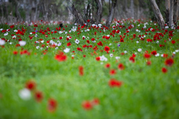 פריחה מרהיבה בעמק יזרעאל • גלריה