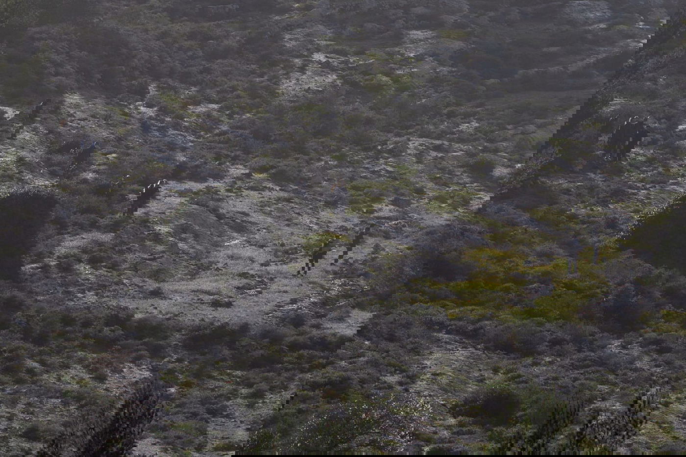 הותר לפרסום שם הנרצחת: אורי אנסבכר