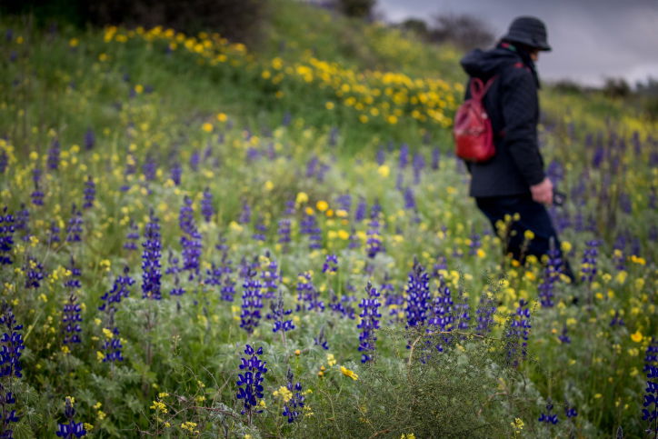 גבעת התורמוסים בעמק האלה • גלריה