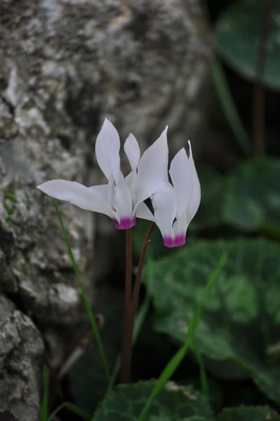 זר של חורף • גלריה חורפית של פרחים