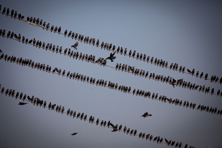 הזרזירים במופע תעופה עוצר נשימה • גלריה