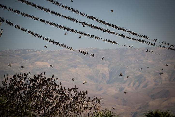 הזרזירים במופע תעופה עוצר נשימה • גלריה