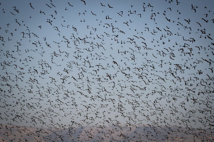 הזרזירים במופע תעופה עוצר נשימה • גלריה
