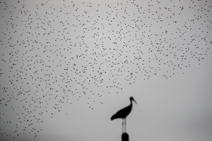 הזרזירים במופע תעופה עוצר נשימה • גלריה