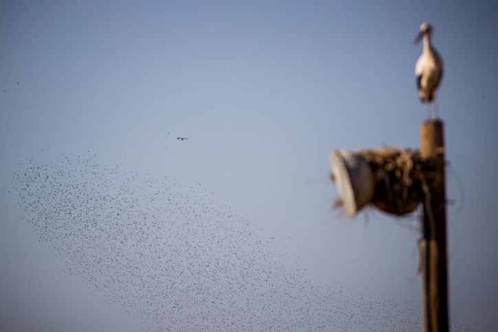 הזרזירים במופע תעופה עוצר נשימה • גלריה