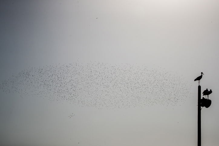 הזרזירים במופע תעופה עוצר נשימה • גלריה