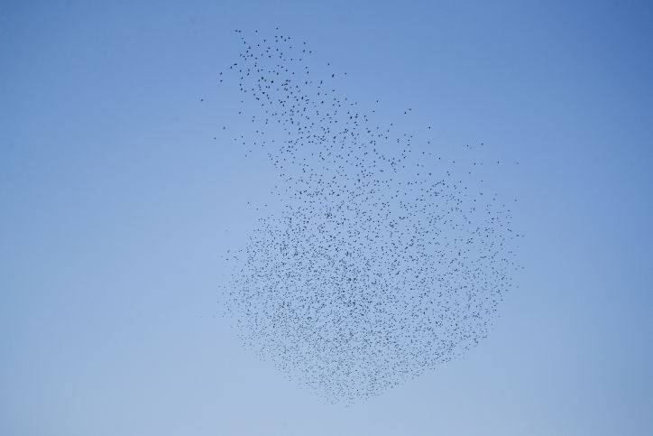 הזרזירים במופע תעופה עוצר נשימה • גלריה