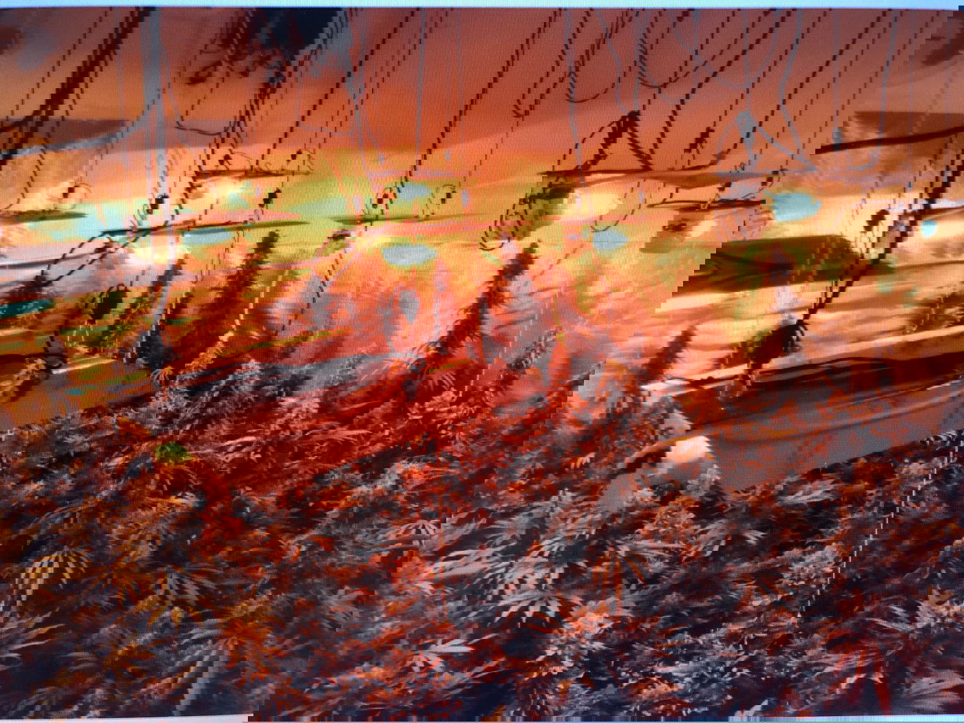 הקים מעבדה לגידול סמים באלעד ונעצר