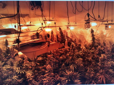 הקים מעבדה לגידול סמים באלעד ונעצר