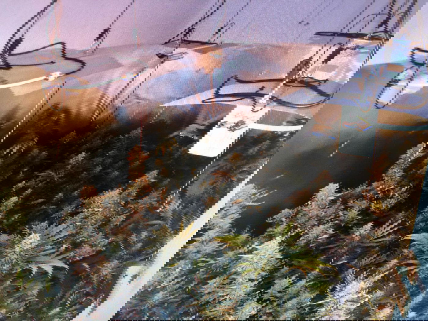 הקים מעבדה לגידול סמים באלעד ונעצר