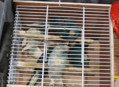 הציפורים המוגנות