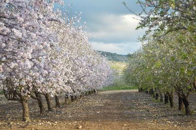 פריחה ליד מבוא חורון