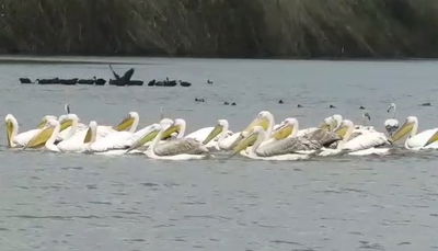 מפגש פסגה באגמון החולה: עשרות פלמינגו ושקנאים